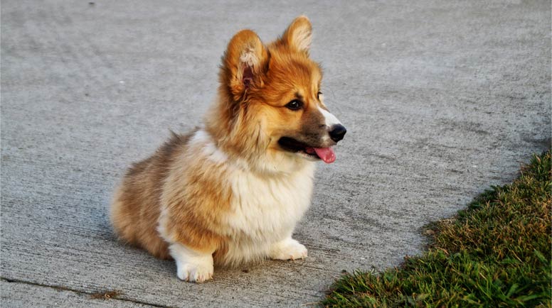 Welsh Corgi Pembroke