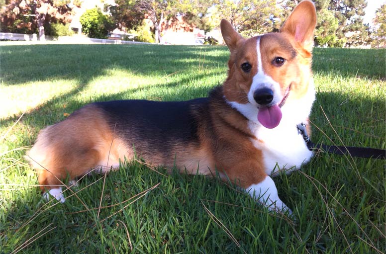 Welsh Corgi Pembroke