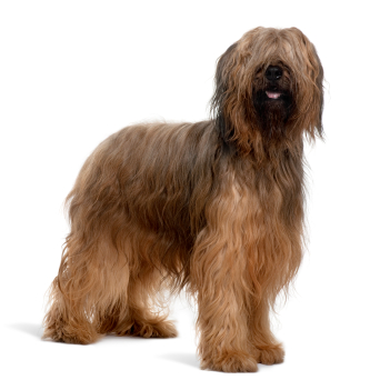 Dospelý pes Briard