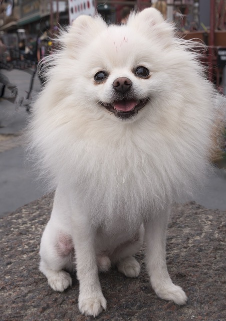 Oholený pomeranian