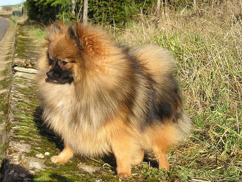 Pomeranian