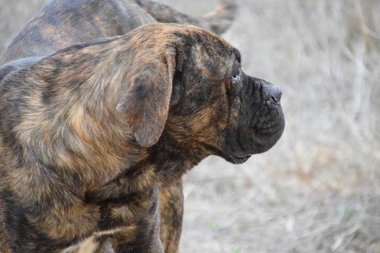 Cane corso