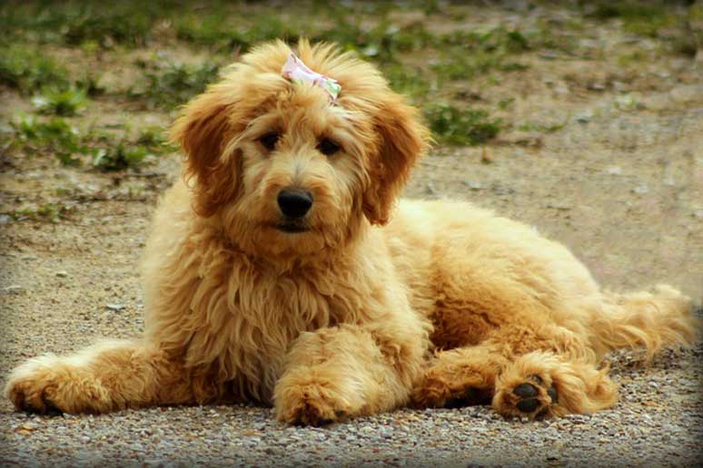 šteňa Goldendoodle