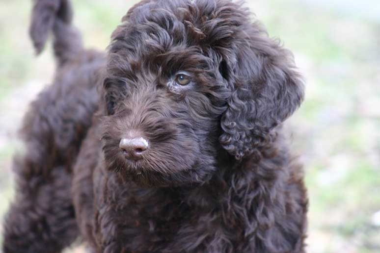 Labradoodle