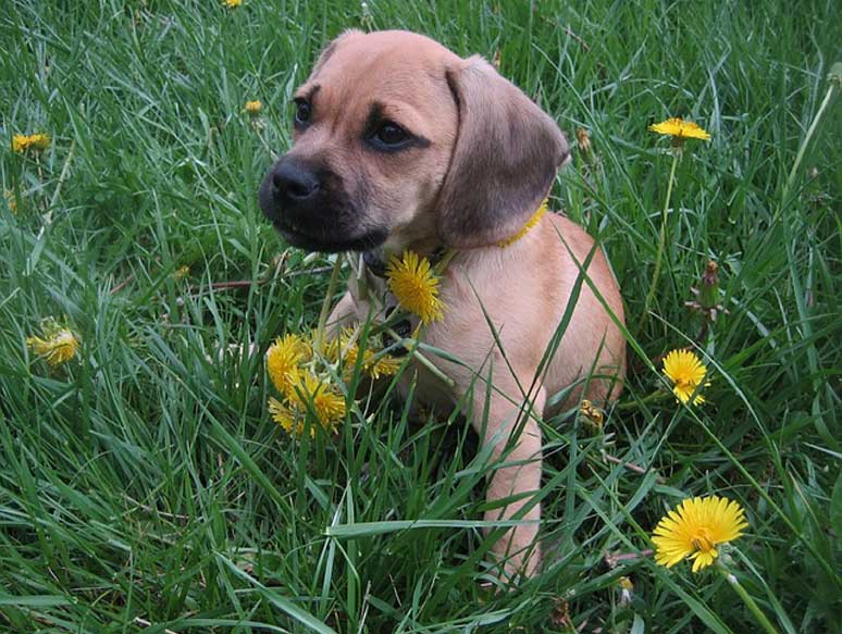 Puggle štěně