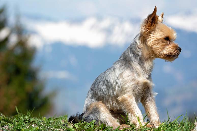 Yorkshire terrier