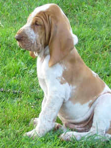 Italský ohař sedící štěně z profilu