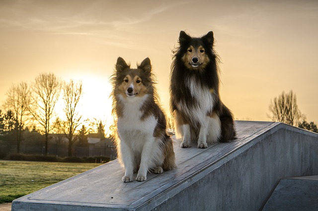 sheltie