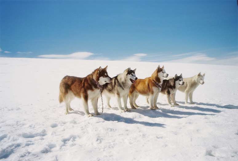 Osm statečných psů