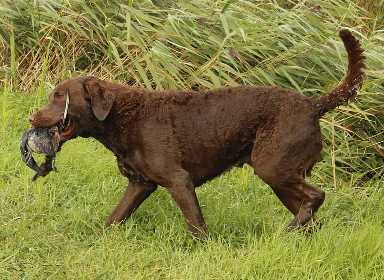 Chesapeake bay retriever