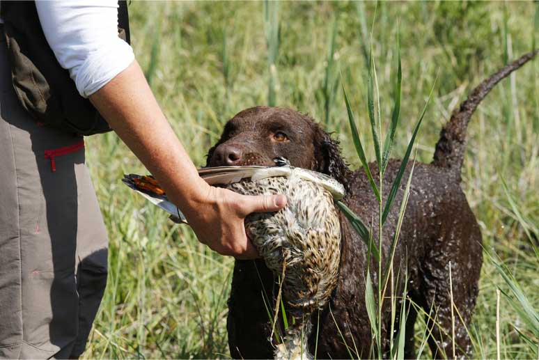 Curly coated retriever pri love