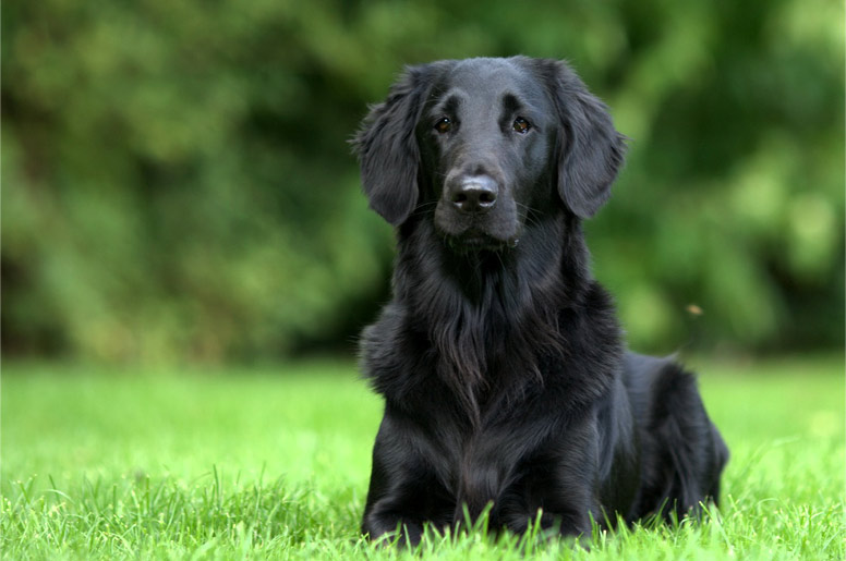 Flat coated retriever