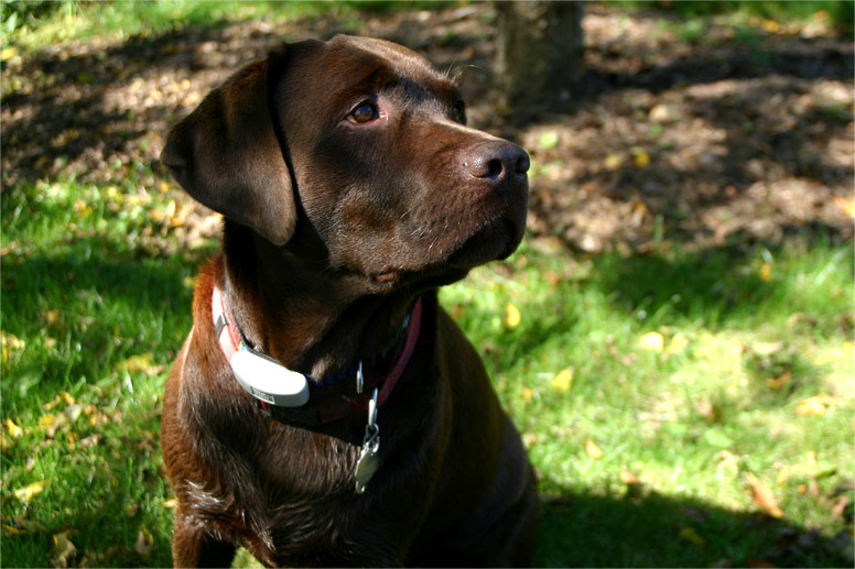 Labradorský retriever