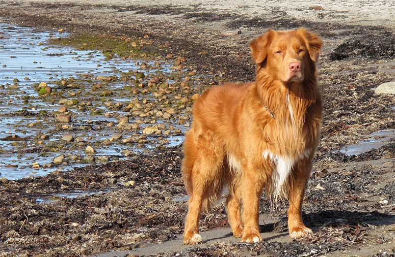 Nova Scotia duck tolling retriever