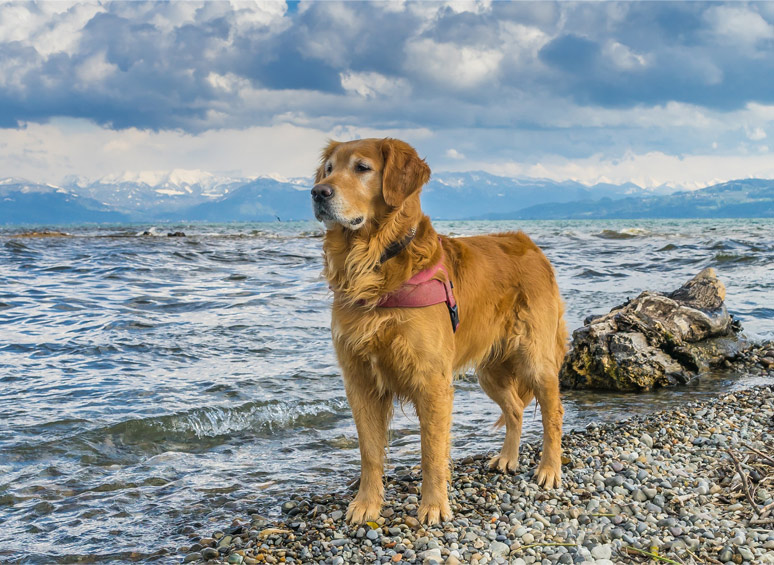 Zlatý retriever pri vode