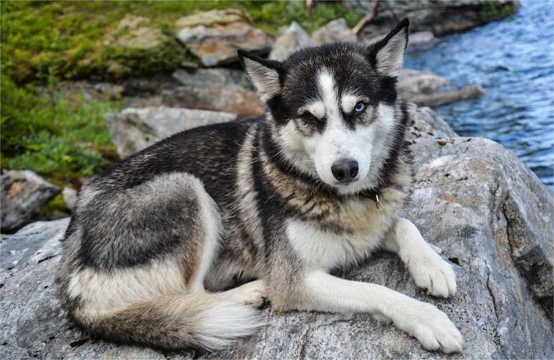 Sibírsky husky