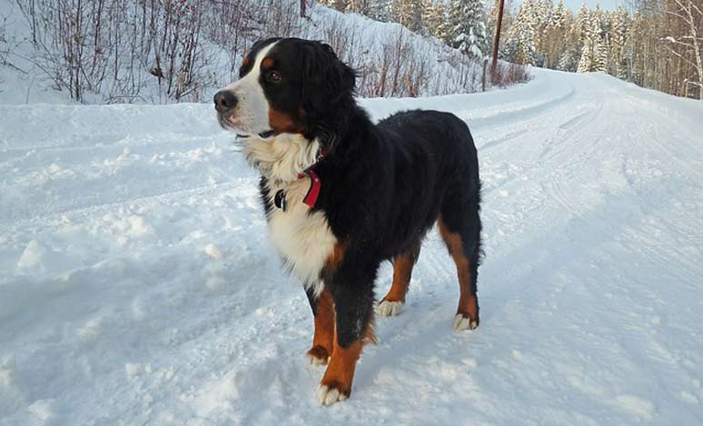 Bernský salašnický pes ve sněhu