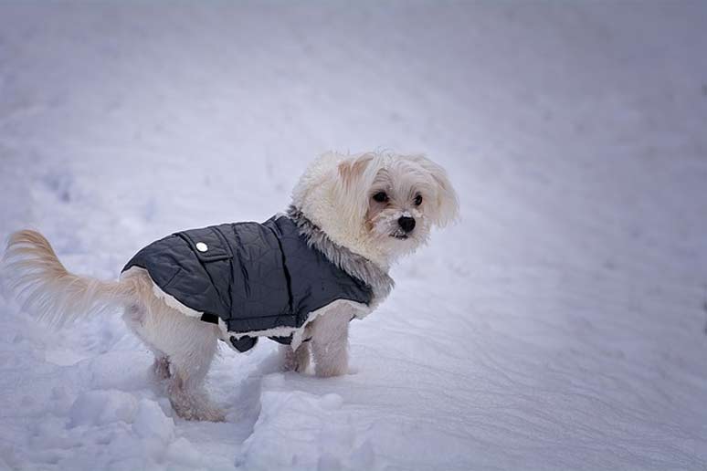 Maltézsky psík v zimnom oblečku