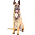 Malinois