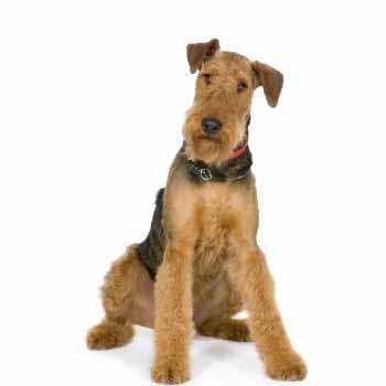 Airedale terrier