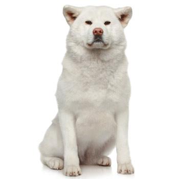 Akita-inu
