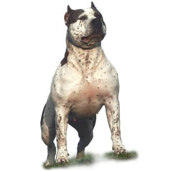 American bully