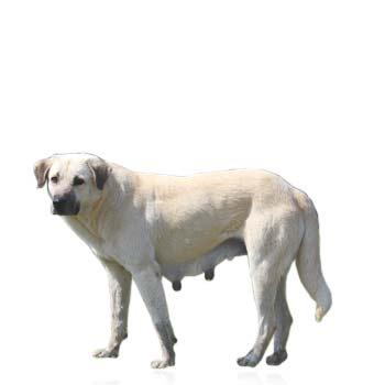 Kangalský pastevecký pes