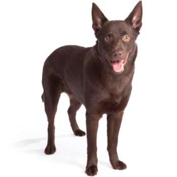 Australská kelpie