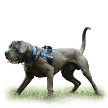 Bandog