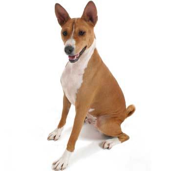 Basenji