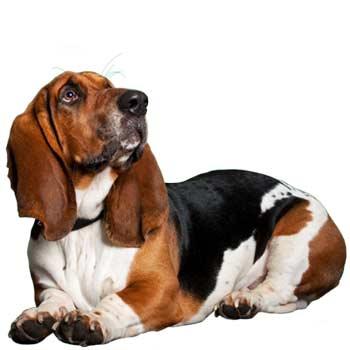 Artésko-normandský basset