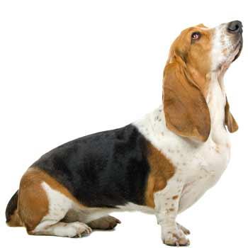 Basset