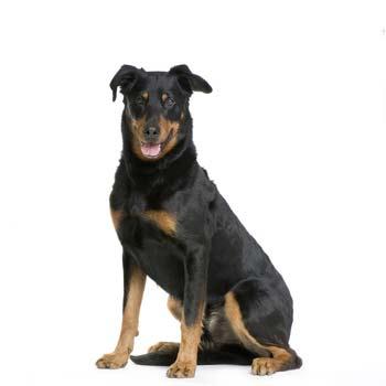 Beauceron