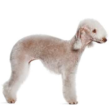 Bedlington terier