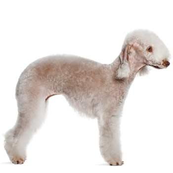 Bedlington teriér