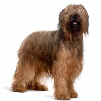 Briard