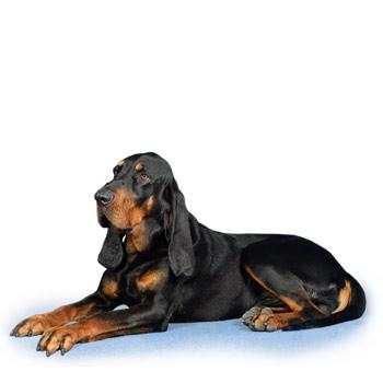 Černo-tříslový coonhound