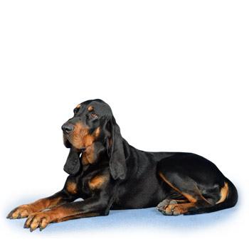 Black and Tan Coonhound