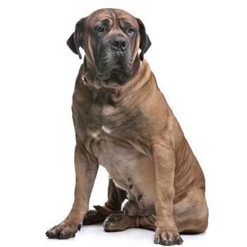 Boerboel - búrský buldok