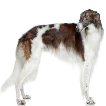 Barzoj - Borzoi