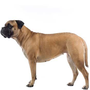 Bullmastif