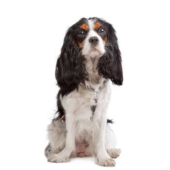 Cavalier King Charles španiel