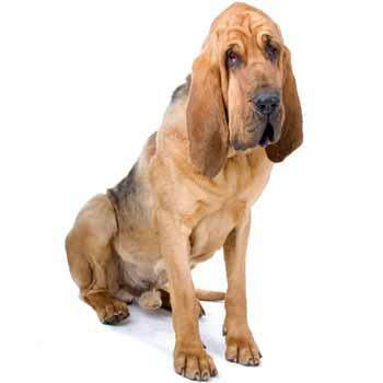Bloodhound