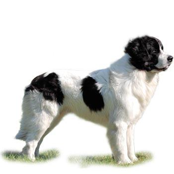 Bukovinský pastiersky pes