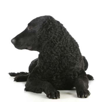 Curly Coated Retriever