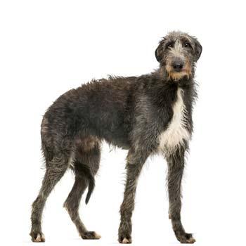 Deerhound