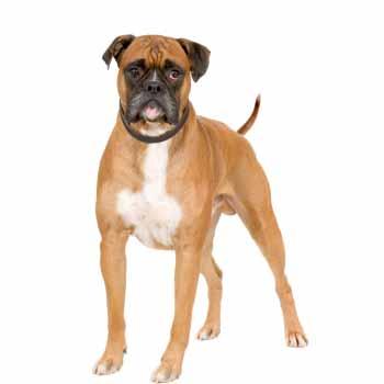 Německý boxer