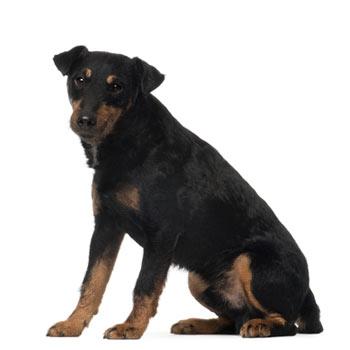 Jagdteriér