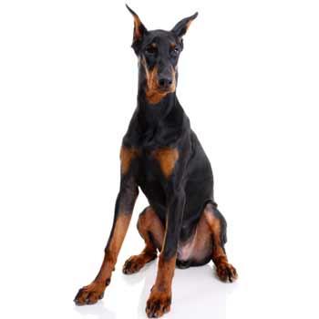 Doberman