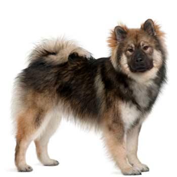 Eurasier